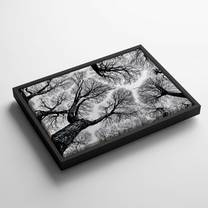 Black And White Tree Wall Art, Framed Canvas Print, Minimalist Nature Photography, Scandinavian Living Room Decor, Large Neutral Wall Art