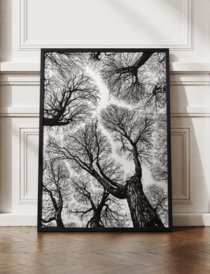 Black And White Tree Wall Art, Framed Canvas Print, Minimalist Nature Photography, Scandinavian Living Room Decor, Large Neutral Wall Art